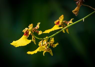 Yellow Orchid