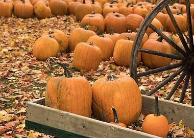 pumpkins in field