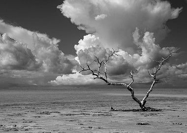 Wanderlust Black and White