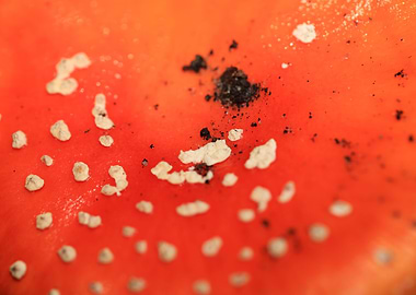 Amanita magic mushroom