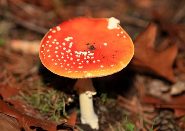 Amanita magic mushroom