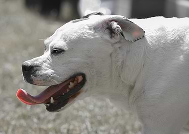 Stafford Mongrel Dog