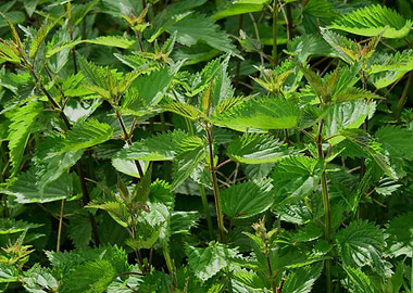 Stinging Nettle Urtica