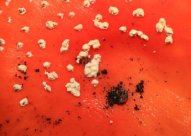 Amanina fly agaric macro