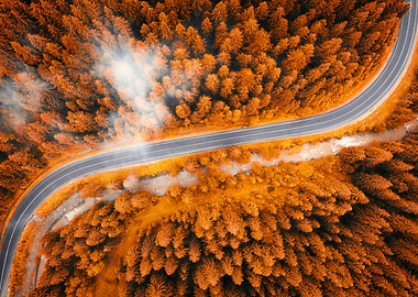 Autumn forest with road