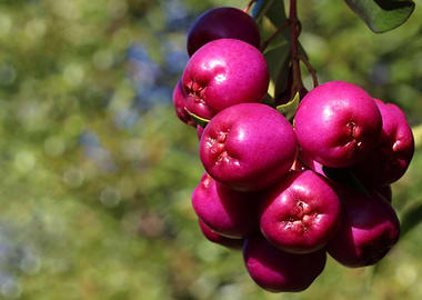 Food and Drink Foodstuff