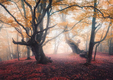 Autumn forest foggy sunny