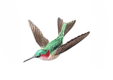 vintage hummingbird illust
