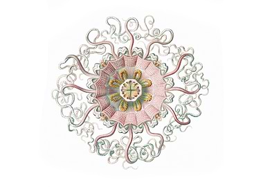 Vintage jellyfish marine