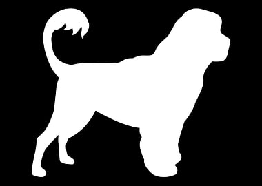 Portuguese Water Dog