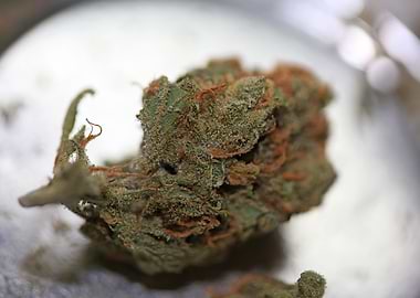 Super lemon haze cannabis