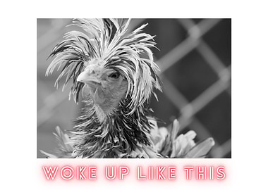 Chicken Woke Up Like This