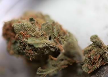 Super lemon haze cannabis