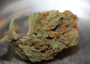 Super lemon haze cannabis