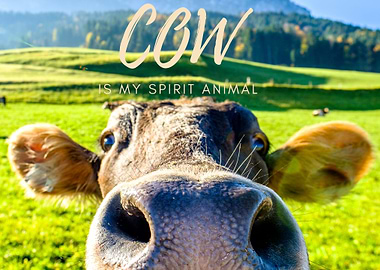 Cow is my spirit animal