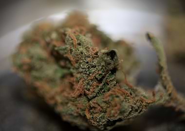 Super lemon haze cannabis