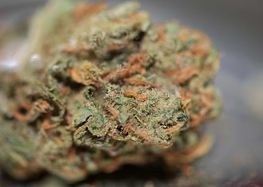 Super lemon haze cannabis