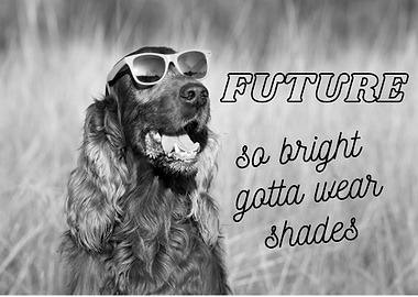 Retriever Golden Labrador