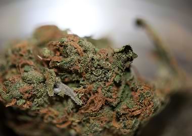 Super lemon haze cannabis