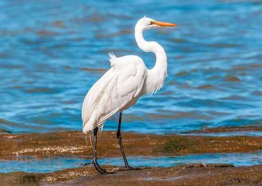 White Stork At Coast