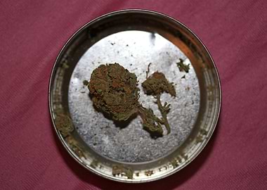 Super lemon haze cannabis