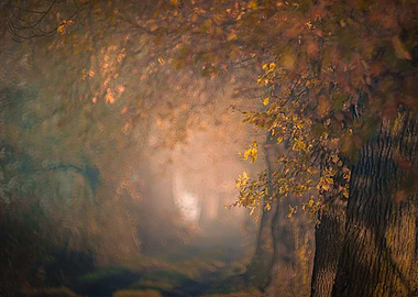 morning in the forest 2