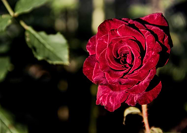Velvet Rose