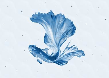 Fighting fish blue