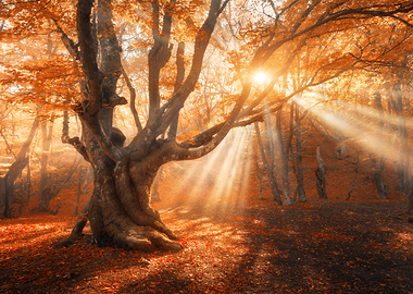 Autumn fog forest