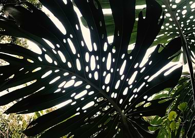 Monstera I