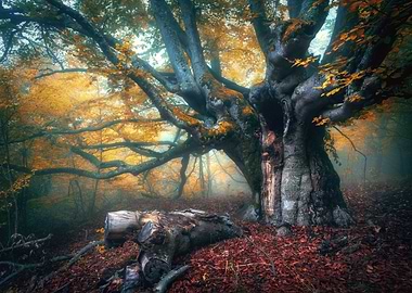 Autumn forest fog sun sky