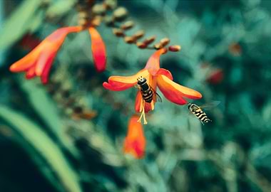 Flower Pollination Macro
