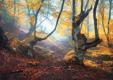Autumn forest fog sun