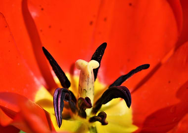 Big Red Tulip Flower