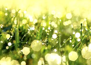 Glistening Grass Dew
