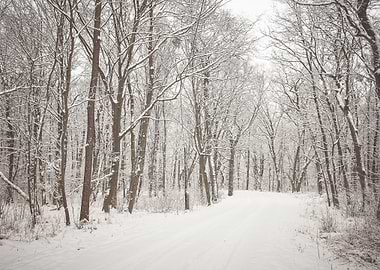 Snowy forest road