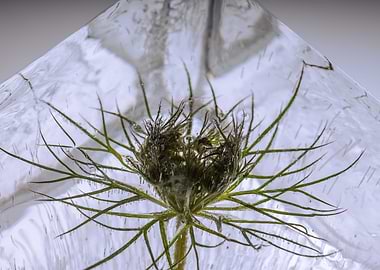 Bud of Daucus in ice