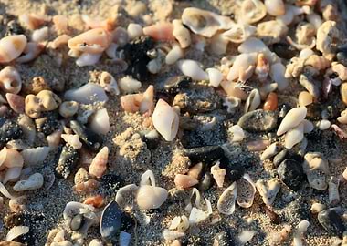 Shells close up Elafonisi
