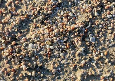 Shells close up Elafonisi
