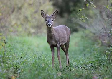Young roe deer