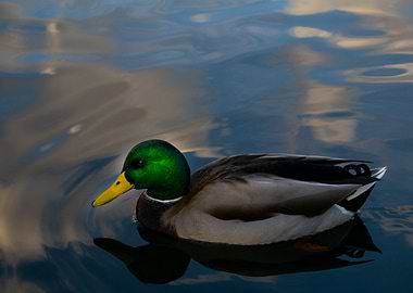 Duck in water