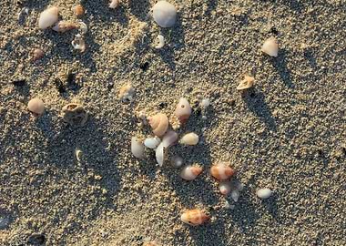 Shells close up Elafonisi