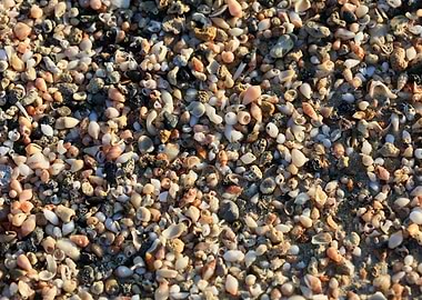 Shells close up Elafonisi