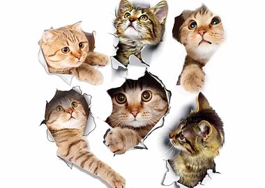 Stickers Cats Self Adhesiv
