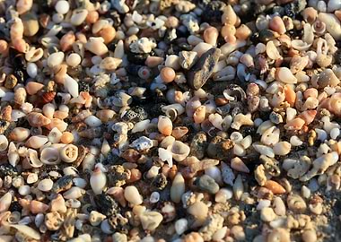 Shells beach Elafonisi