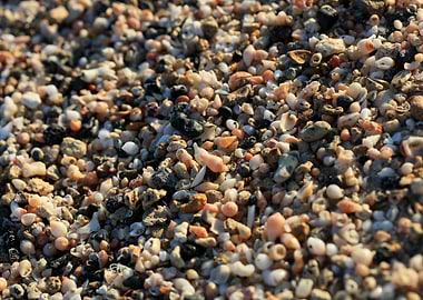 Shells beSheach Elafonisi