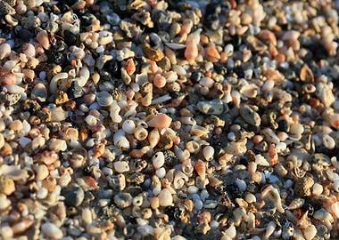 Shells beach Elafonisi