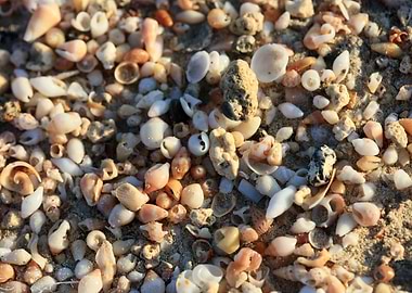 Shells beach Elafonisi