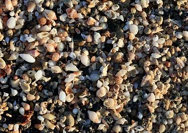 Shells beach Elafonisi