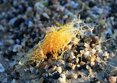 Sea life macro elafonisi